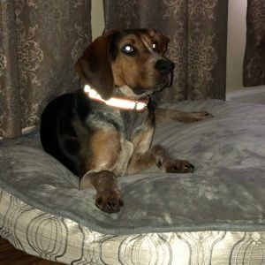 Meet your Posher, Grace